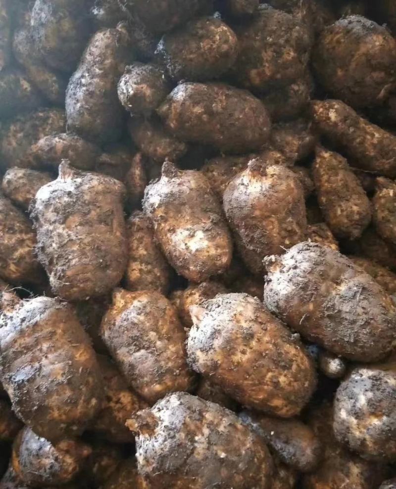 昭通小草坝新鲜天麻