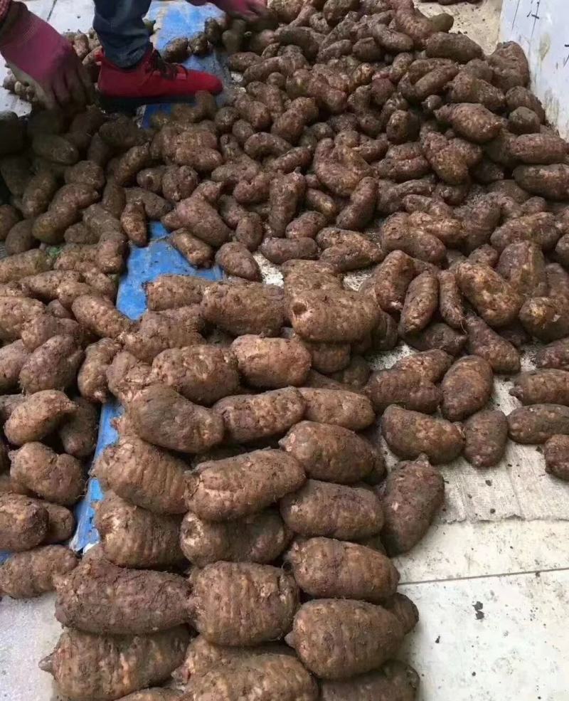 昭通小草坝新鲜天麻