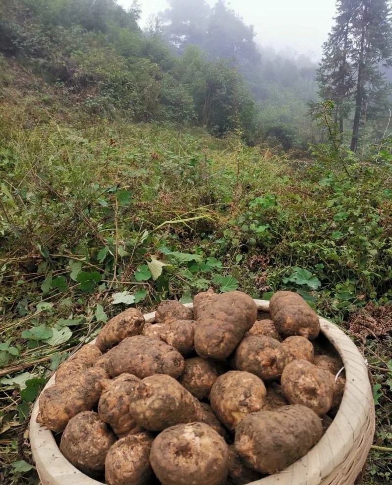 昭通小草坝新鲜天麻