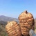 昭通小草坝新鲜天麻