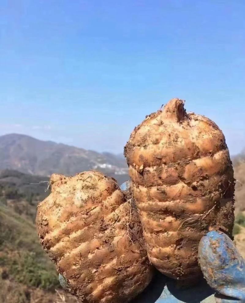 昭通小草坝新鲜天麻