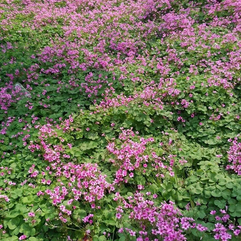 三叶草红三叶种子多年生草坪果园绿肥牧草青饲料蜜源