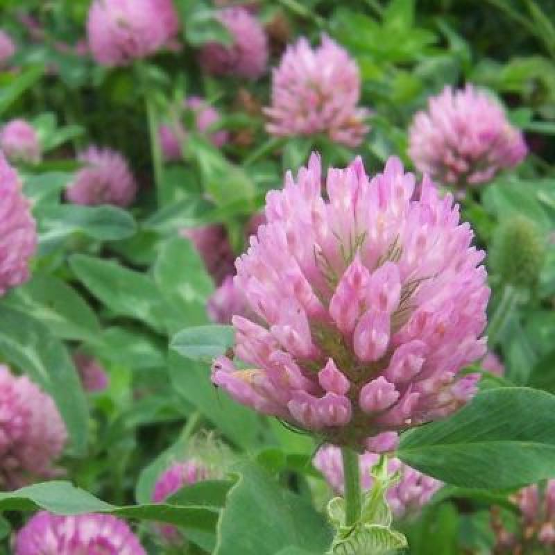 三叶草红三叶种子多年生草坪果园绿肥牧草青饲料蜜源