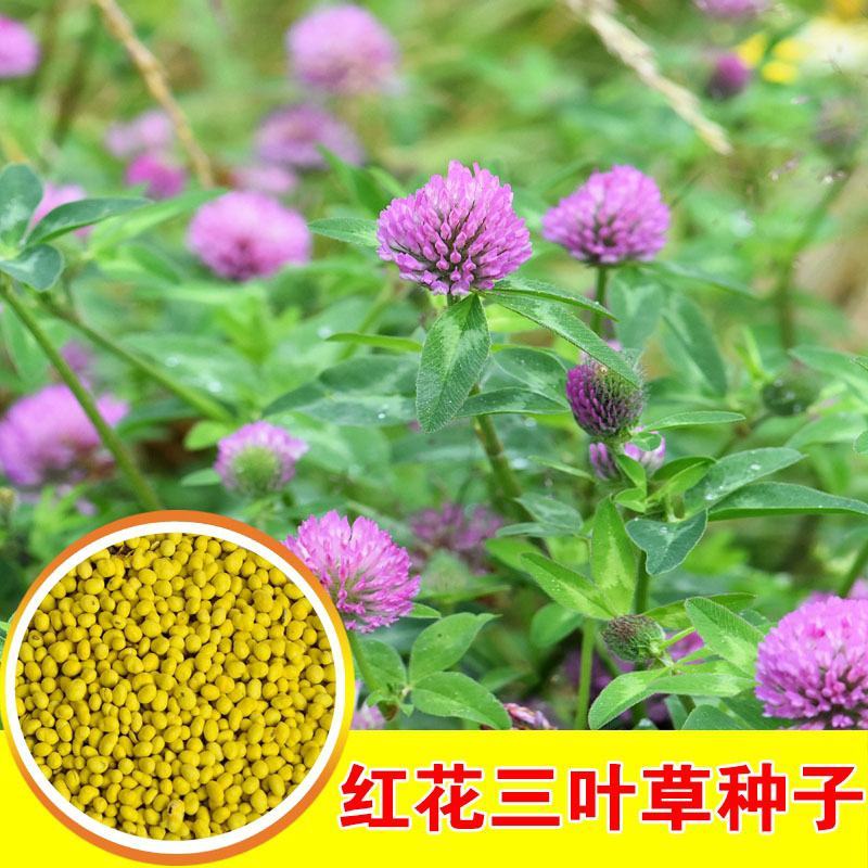 三叶草红三叶种子多年生草坪果园绿肥牧草青饲料蜜源