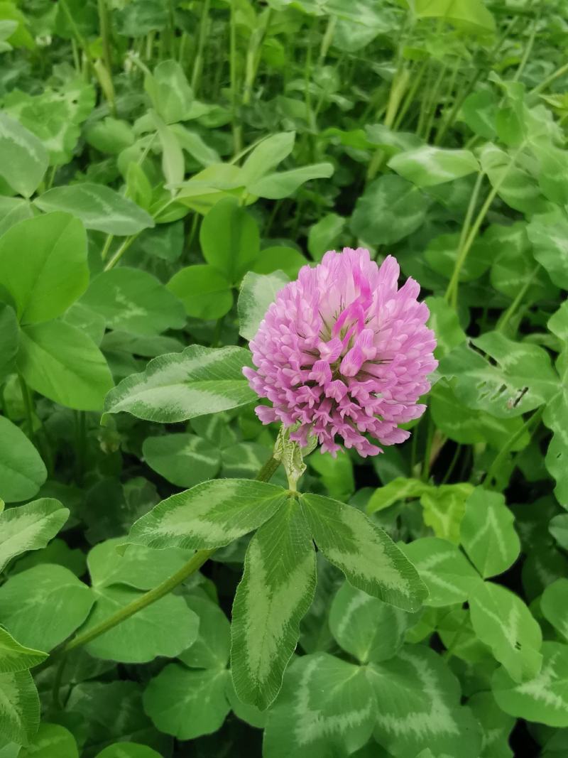 三叶草红三叶种子多年生草坪果园绿肥牧草青饲料蜜源