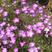 麦仙翁种子麦毒草花期长四季播种花坛花境庭院景观花卉