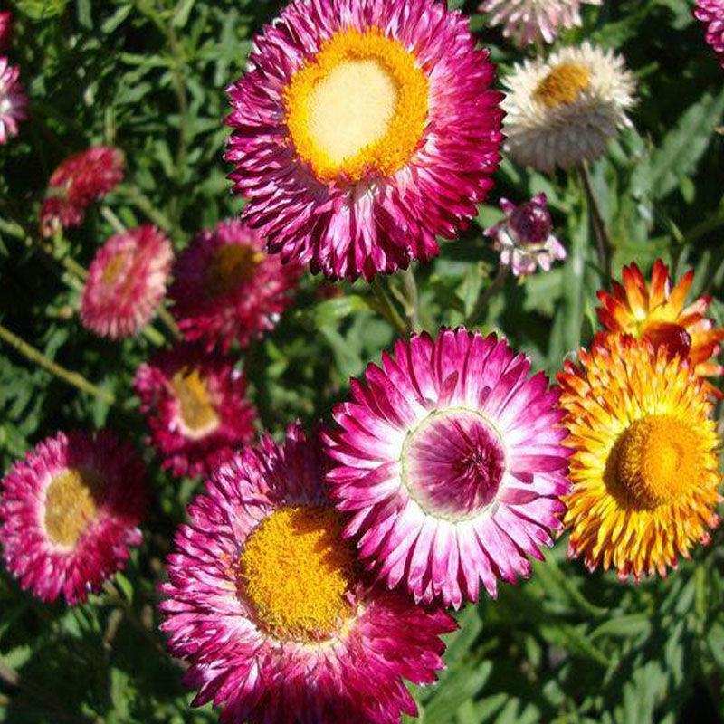 花种子麦秆菊种子庭院花园阳台盆栽切草花种子景观绿化