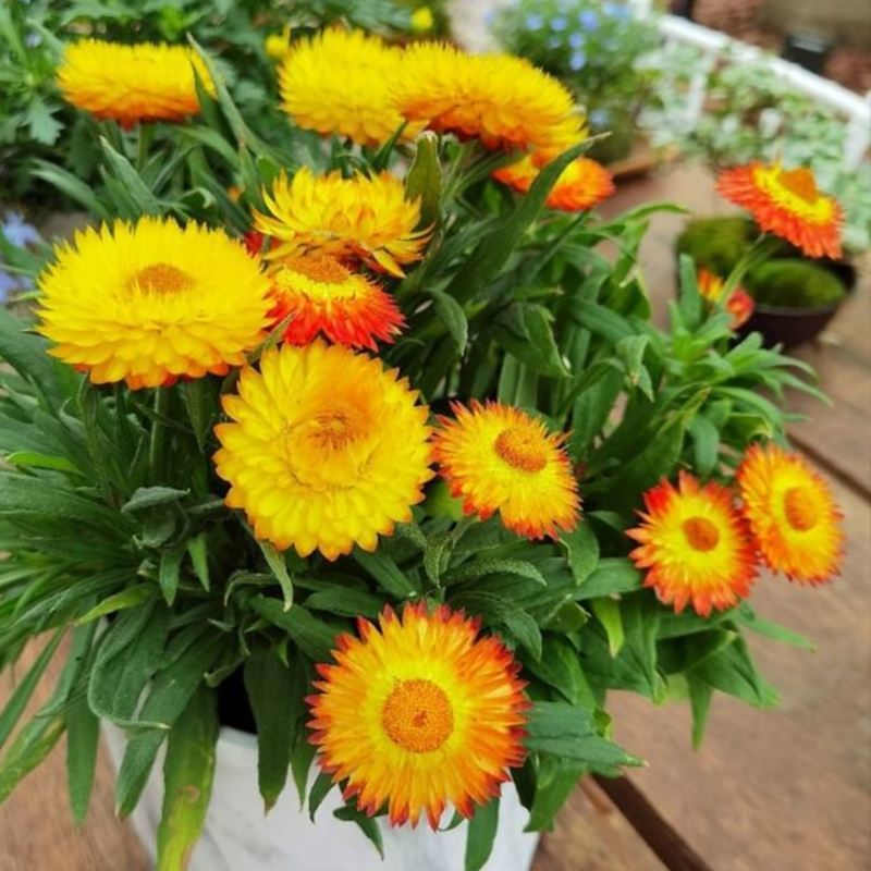 花种子麦秆菊种子庭院花园阳台盆栽切草花种子景观绿化