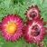 花种子麦秆菊种子庭院花园阳台盆栽切草花种子景观绿化