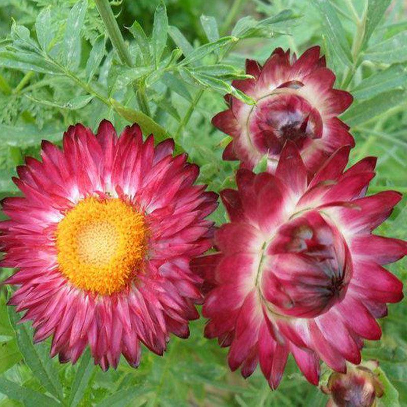 花种子麦秆菊种子庭院花园阳台盆栽切草花种子景观绿化