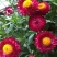花种子麦秆菊种子庭院花园阳台盆栽切草花种子景观绿化