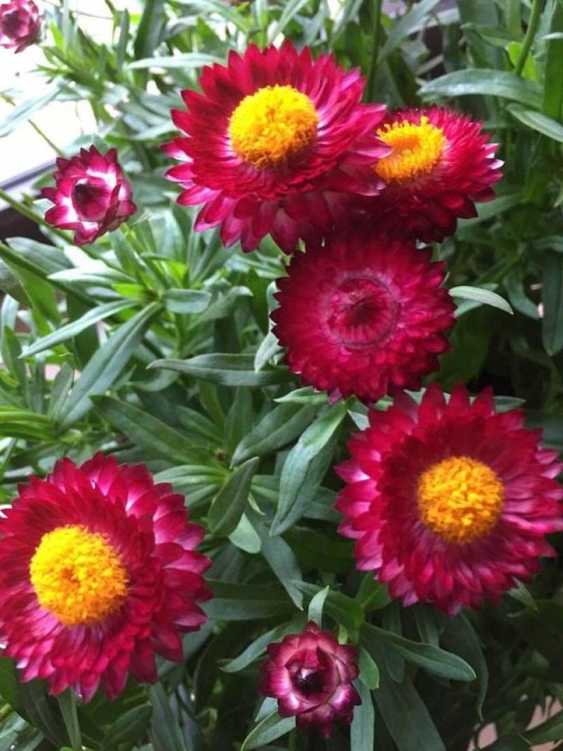 花种子麦秆菊种子庭院花园阳台盆栽切草花种子景观绿化