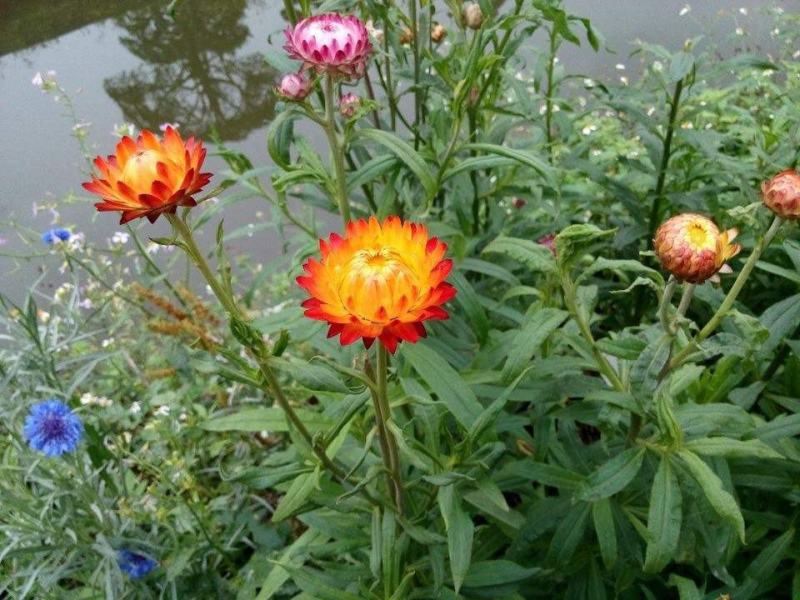 花种子麦秆菊种子庭院花园阳台盆栽切草花种子景观绿化