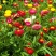 花种子麦秆菊种子庭院花园阳台盆栽切草花种子景观绿化