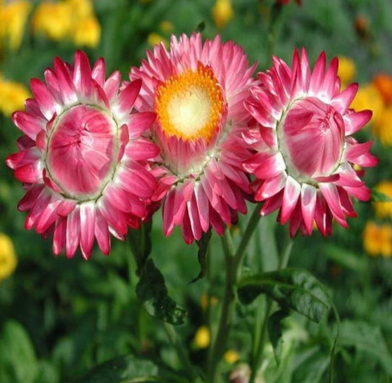 花种子麦秆菊种子庭院花园阳台盆栽切草花种子景观绿化