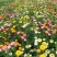 花种子麦秆菊种子庭院花园阳台盆栽切草花种子景观绿化
