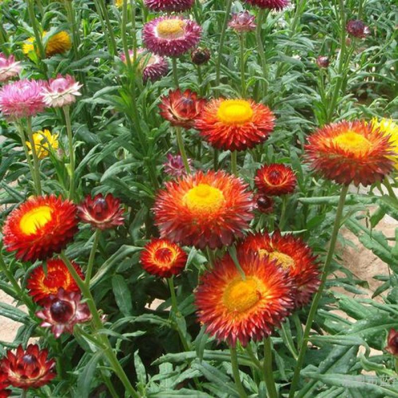 花种子麦秆菊种子庭院花园阳台盆栽切草花种子景观绿化