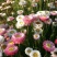 花种子麦秆菊种子庭院花园阳台盆栽切草花种子景观绿化