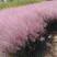 粉黛乱子草种子多年生网红草花种子花籽易活室外景观花海花种