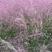 粉黛乱子草种子多年生网红草花种子花籽易活室外景观花海花种