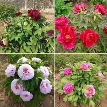 国花品种牡丹，花大特香，好栽易活，南北种植，菏泽发货。