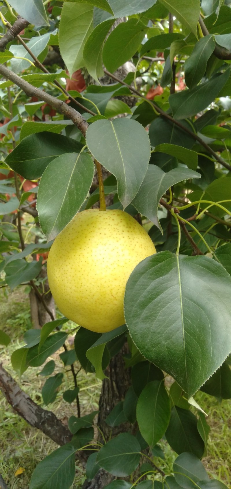 雪花梨纸袋