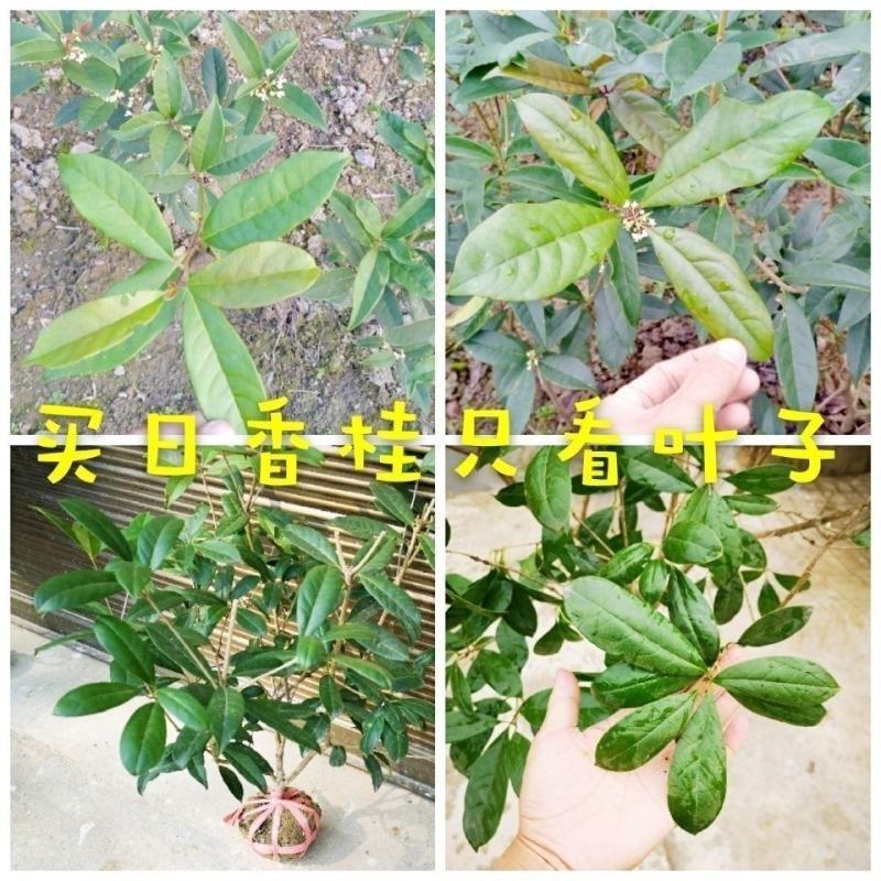 桂花苗四季桂日香桂正宗日香桂苗【花期240天】批发价包邮