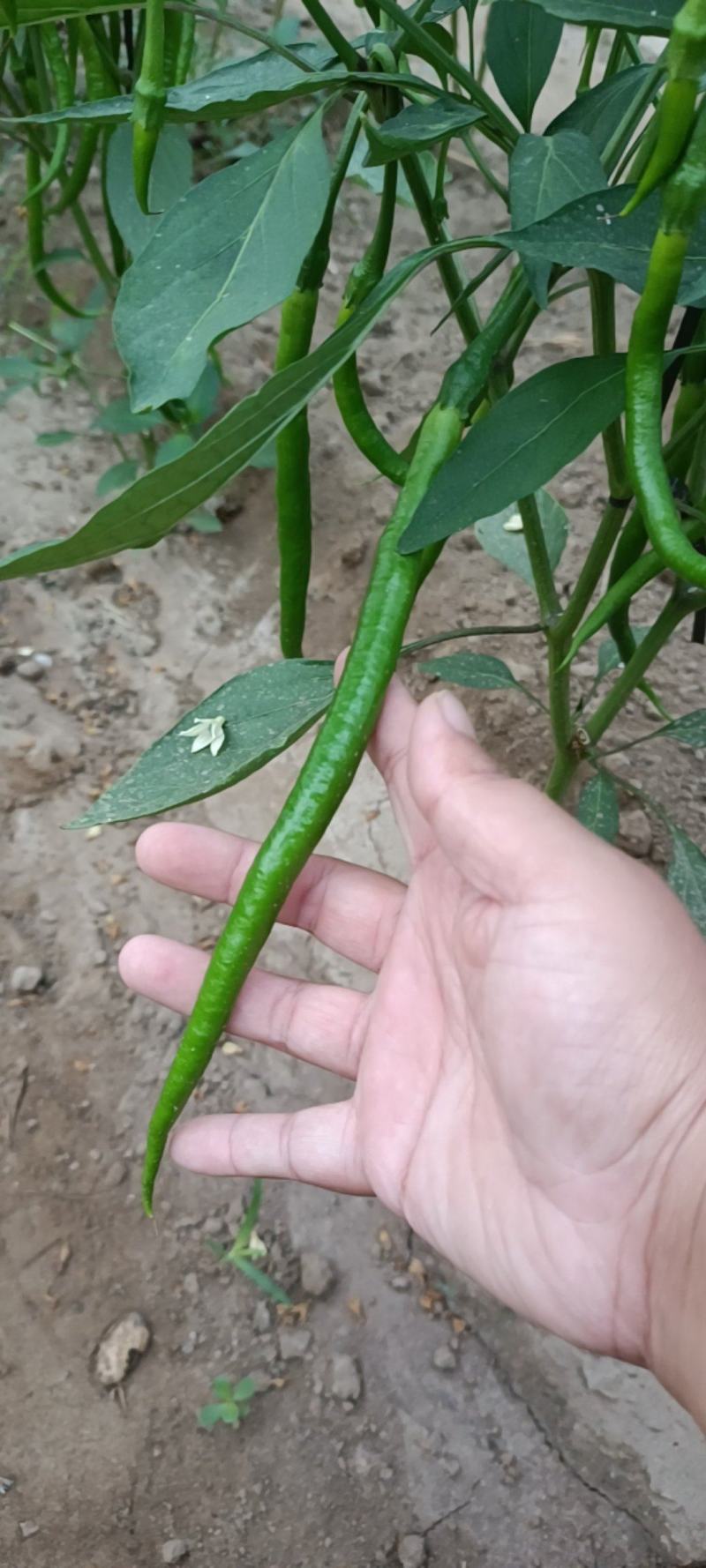 线椒马上上市，有需要的老板联系我！期待与你合作
