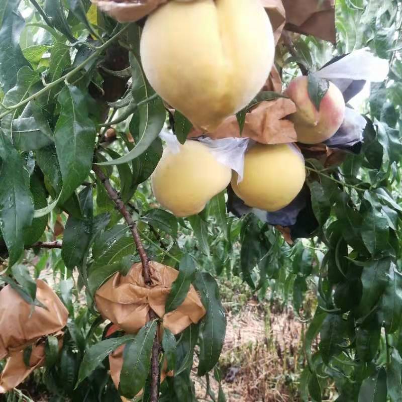 黄金蜜四号黄桃秋月梨，黄金梨