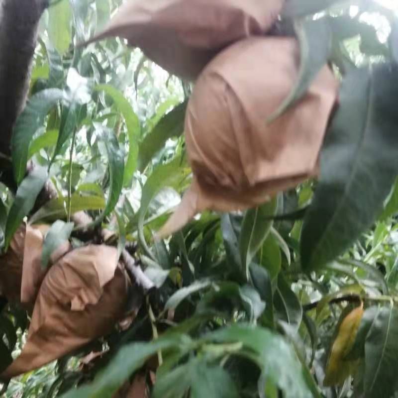 黄金蜜四号黄桃秋月梨，黄金梨