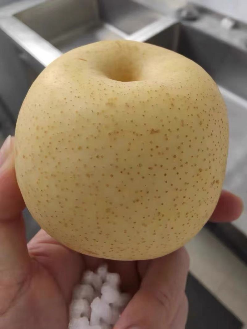 黄金蜜四号黄桃秋月梨，黄金梨
