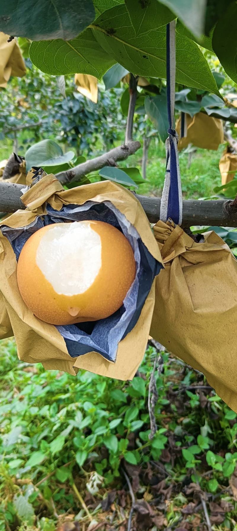 黄金蜜四号黄桃秋月梨，黄金梨