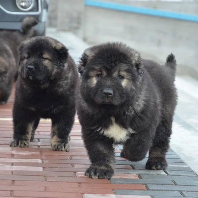 纯种高加索幼犬熊版俄罗斯巨型犬中亚牧羊犬