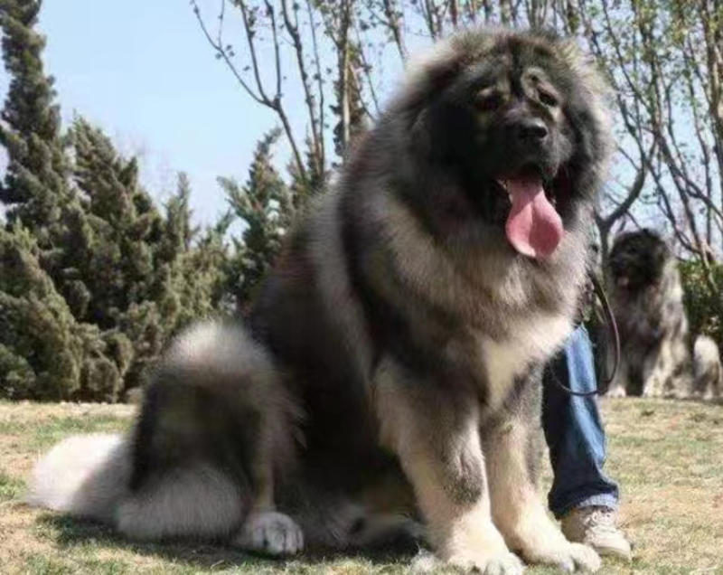 纯种高加索幼犬熊版俄罗斯巨型犬中亚牧羊犬