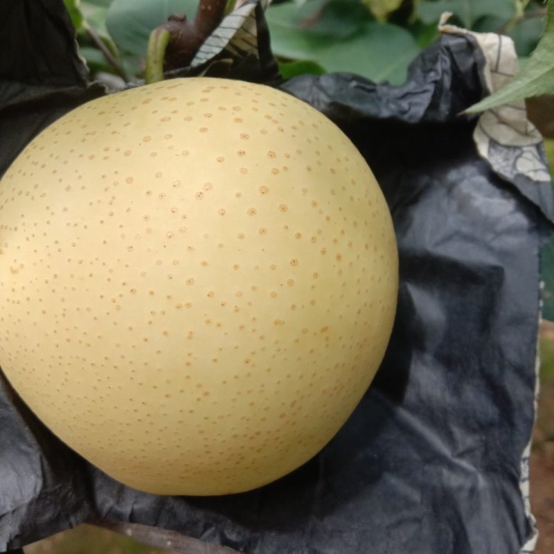黄冠梨