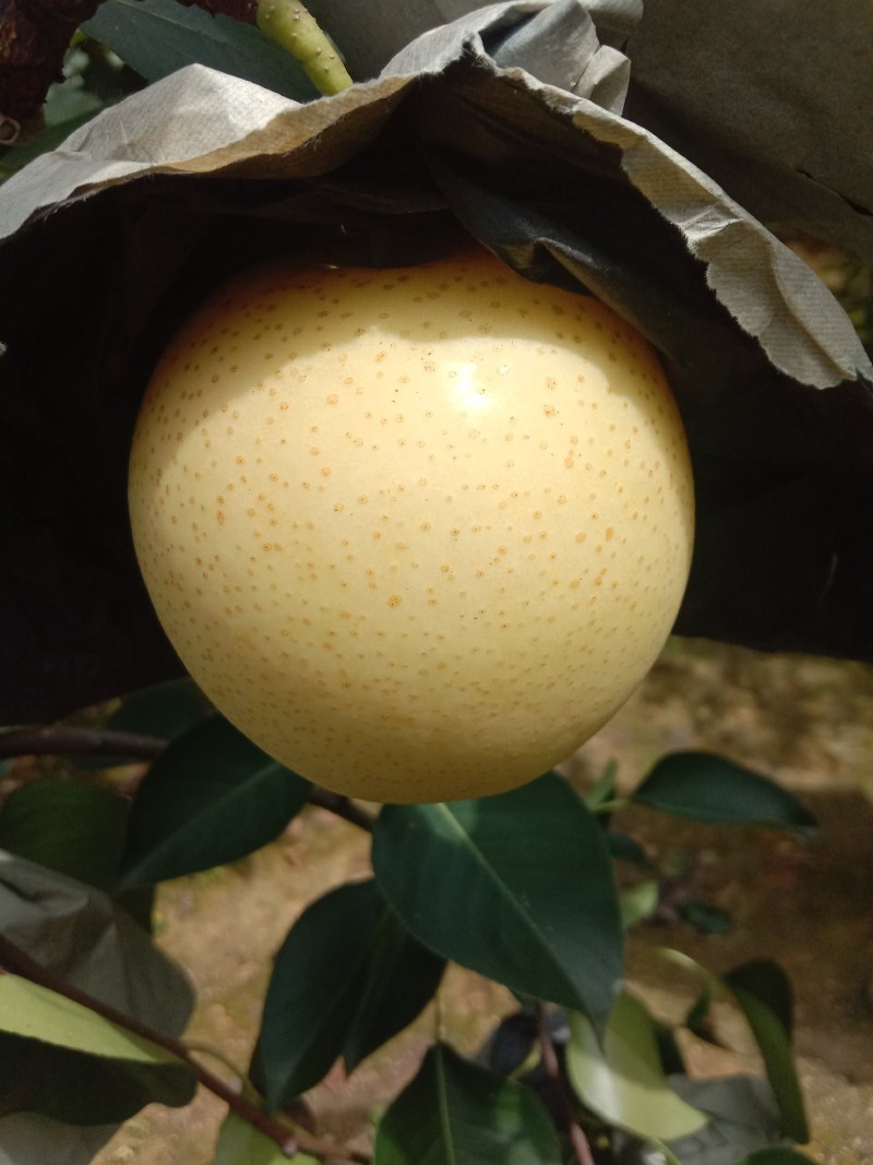黄冠梨