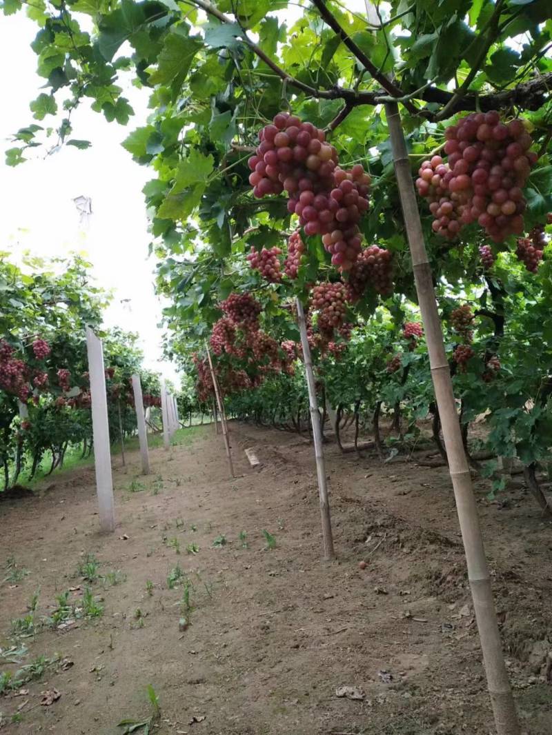 精品红提葡萄产地直发，价格便宜质量保证欢迎来电