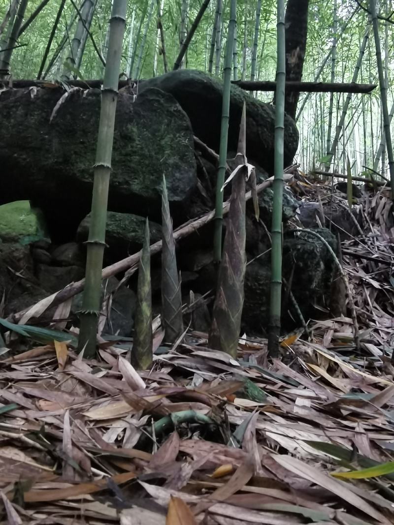 手剥笋崇州牛尾笋新鲜竹笋现挖嫩笋尖