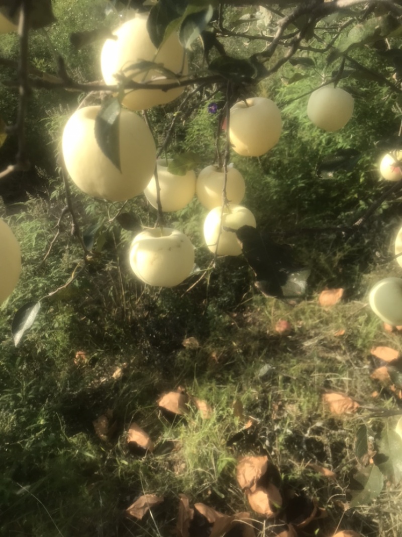 辽宁苹果精品红钱苹果大量上市，产地直发口感脆甜