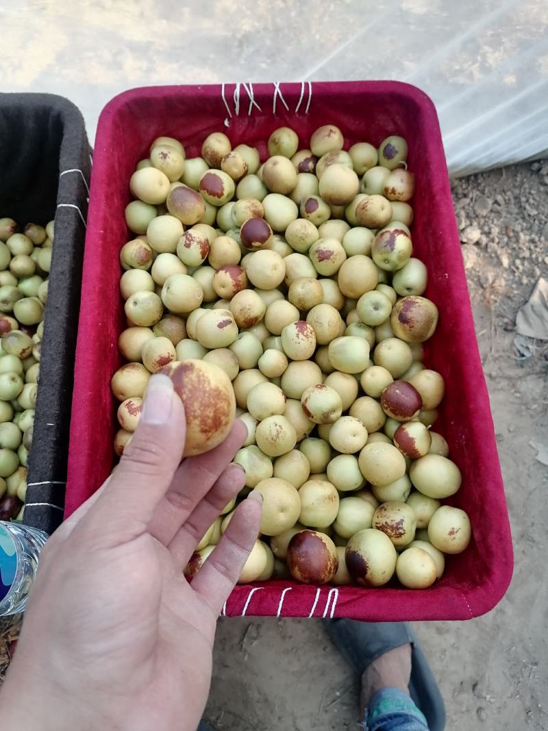 【优选】大荔冬枣新鲜采摘大量上市诚信经营欢迎咨询