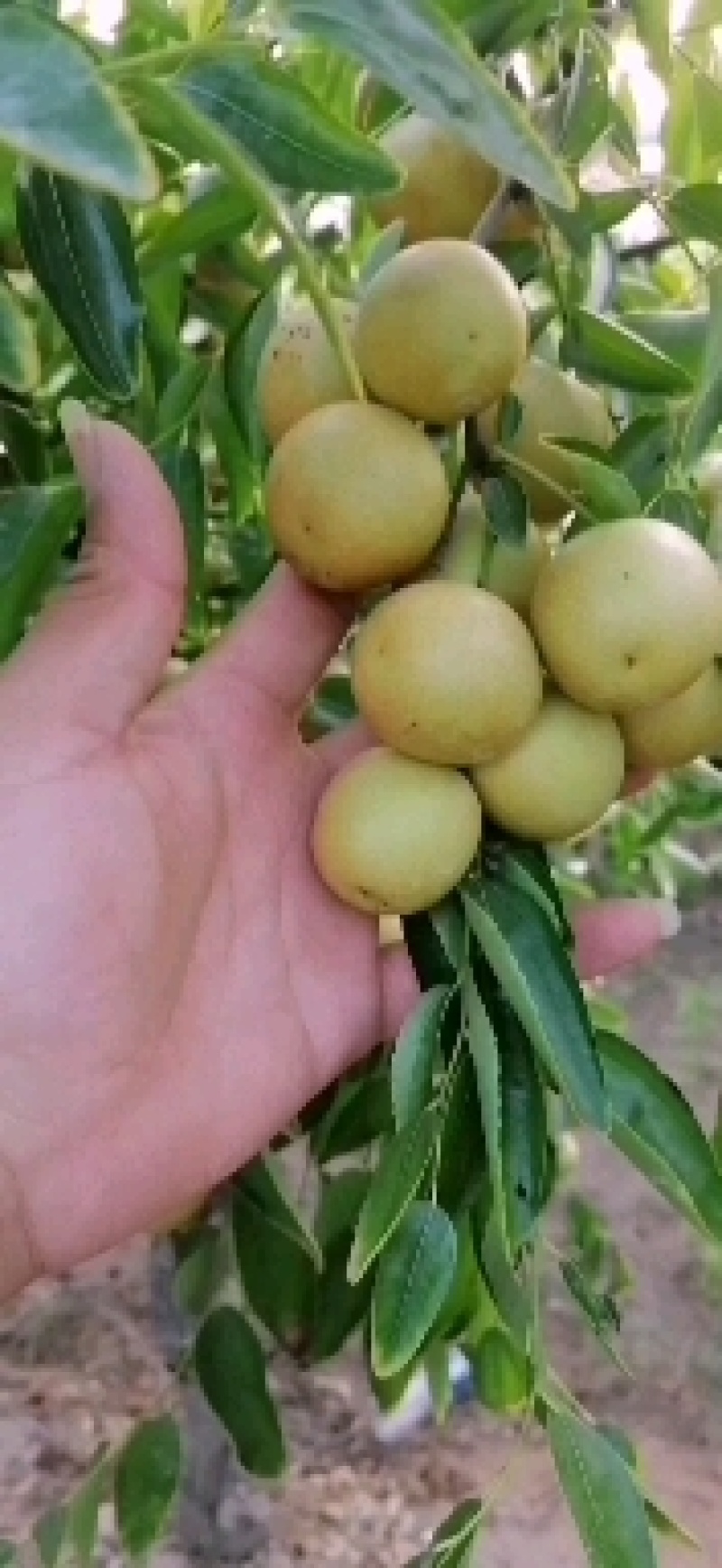 【优选】大荔冬枣新鲜采摘大量上市诚信经营欢迎咨询