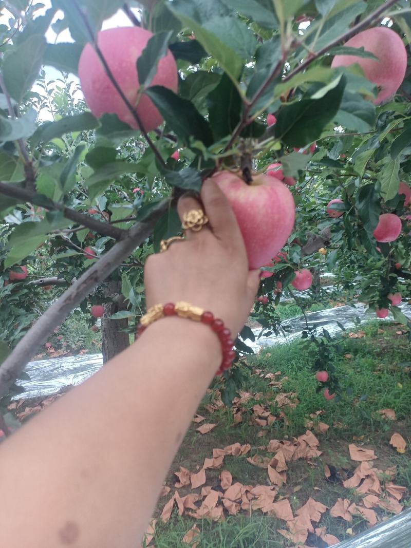 嘎啦苹果