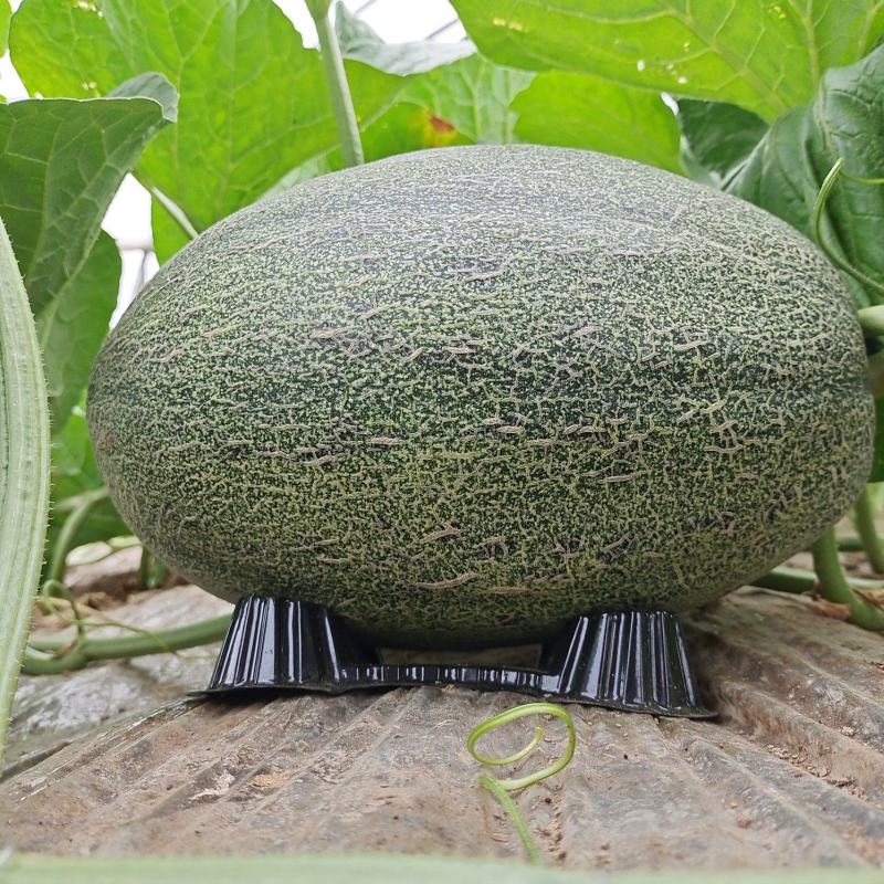 哈密瓜