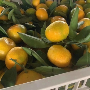 湖北宜昌蜜橘现摘现发酸甜可口皮薄多汁