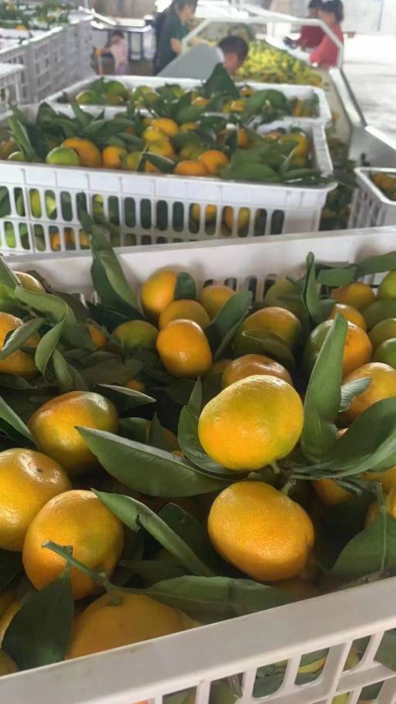 湖北宜昌蜜橘现摘现发酸甜可口皮薄多汁