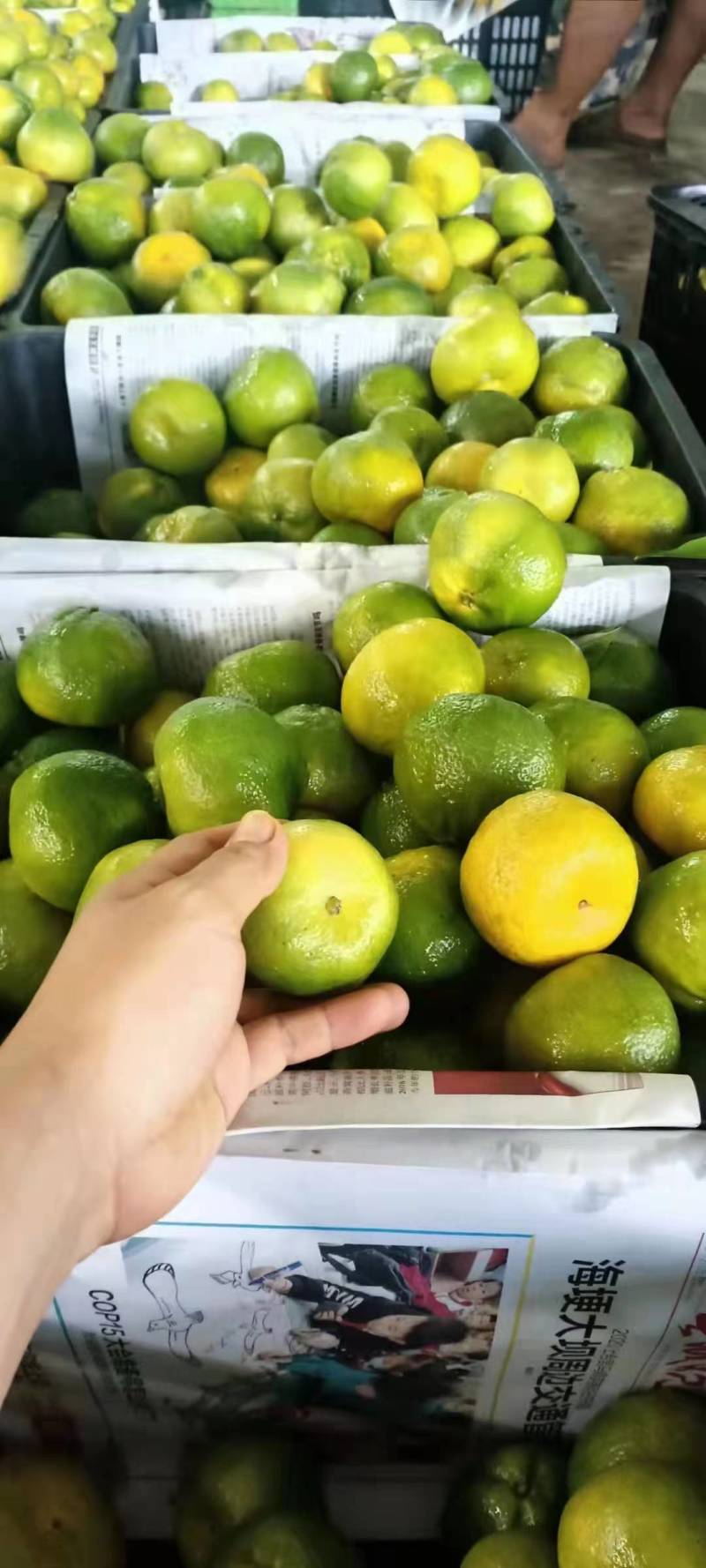 湖北宜昌蜜橘现摘现发酸甜可口皮薄多汁