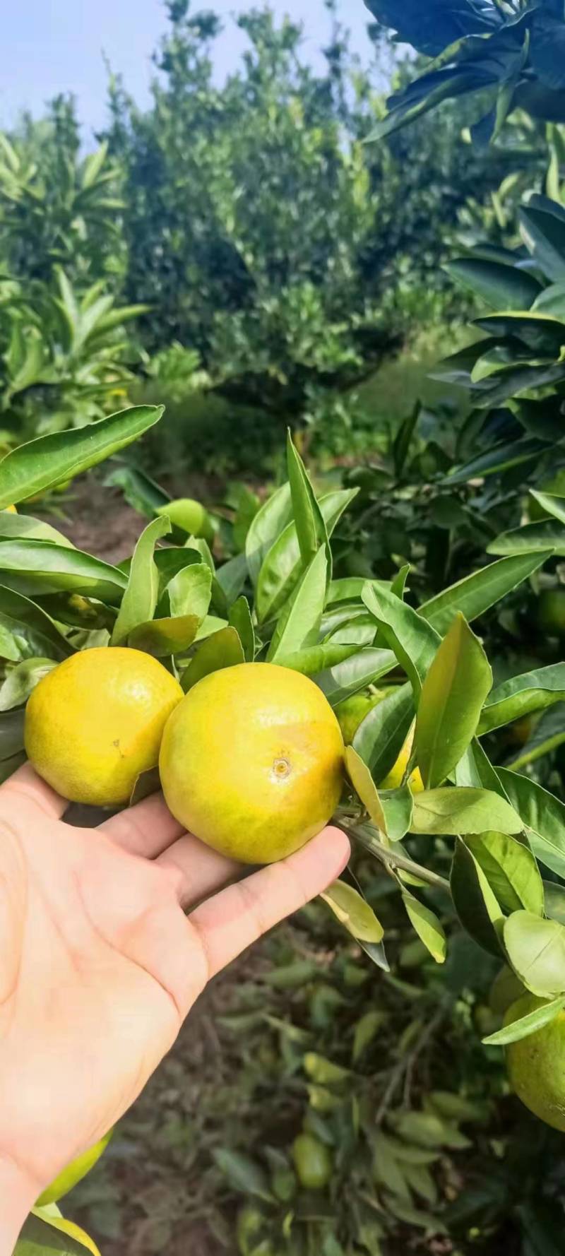 湖北宜昌蜜橘现摘现发酸甜可口皮薄多汁