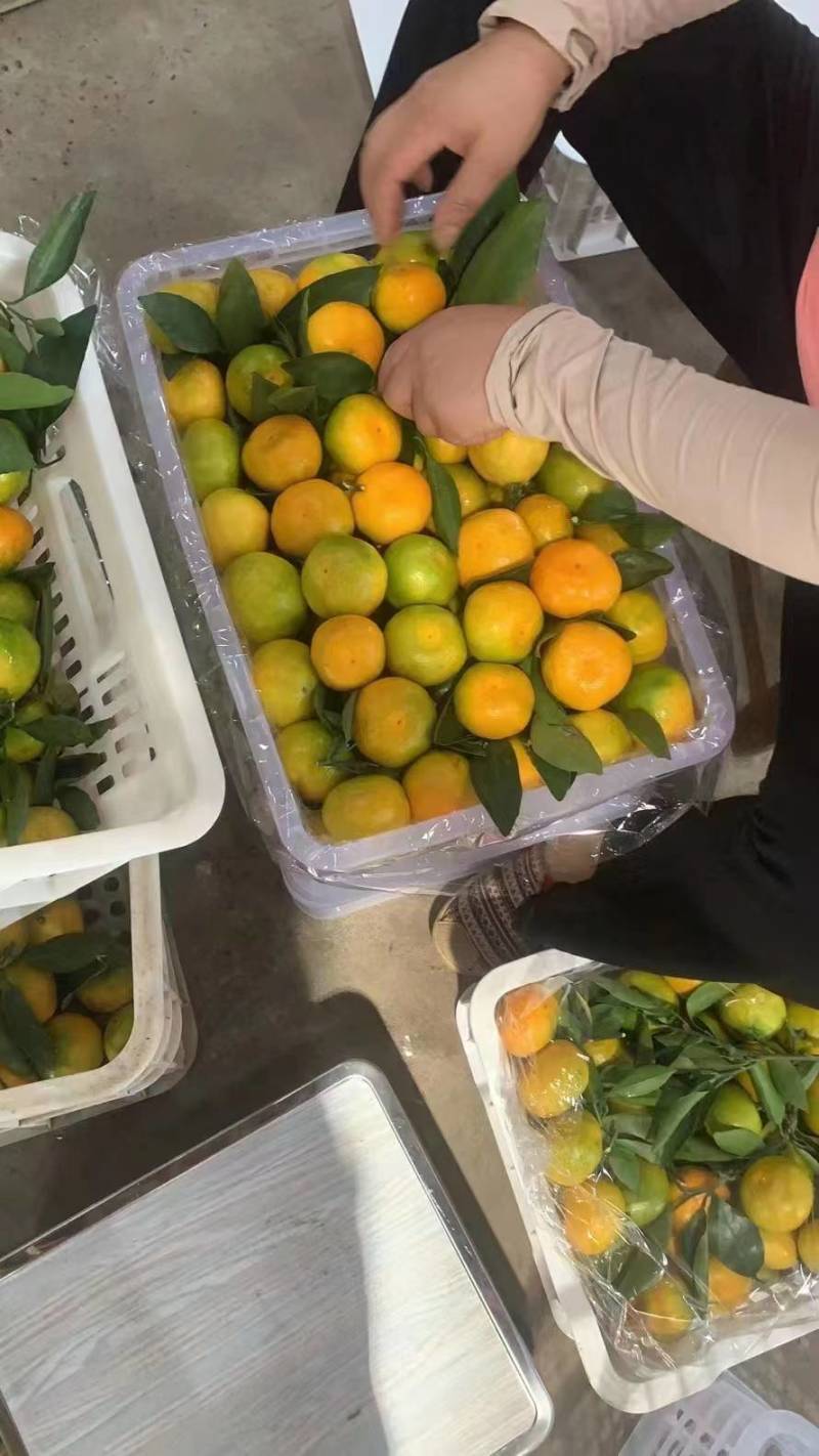 湖北宜昌蜜橘现摘现发酸甜可口皮薄多汁