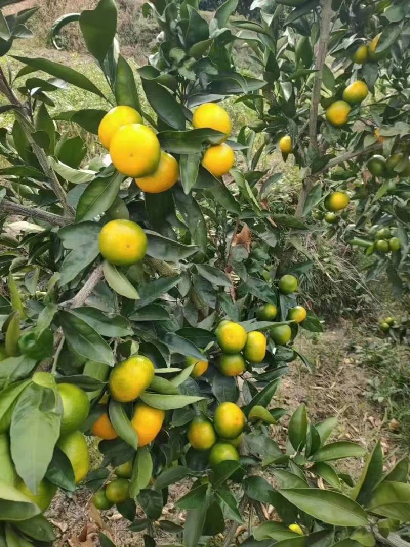 湖北宜昌蜜橘现摘现发酸甜可口皮薄多汁