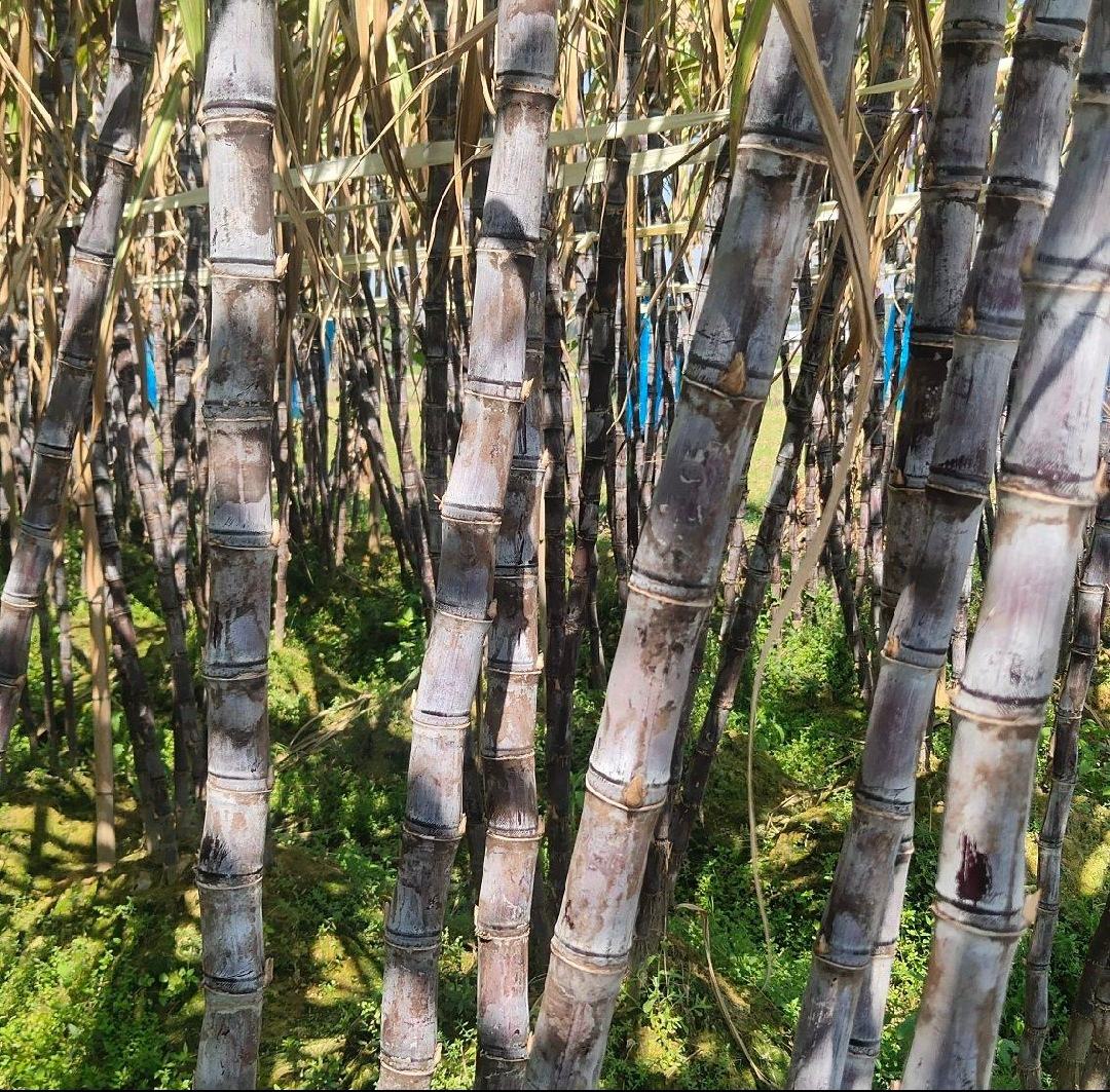 广西黑皮甘蔗田间实景图